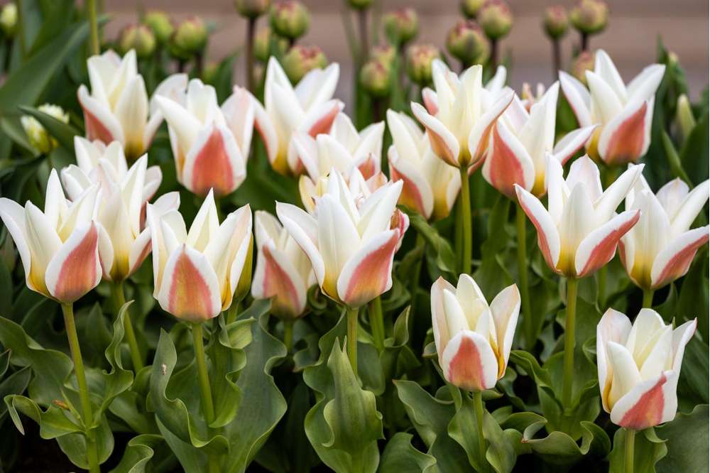 Tulipan 'Serano'