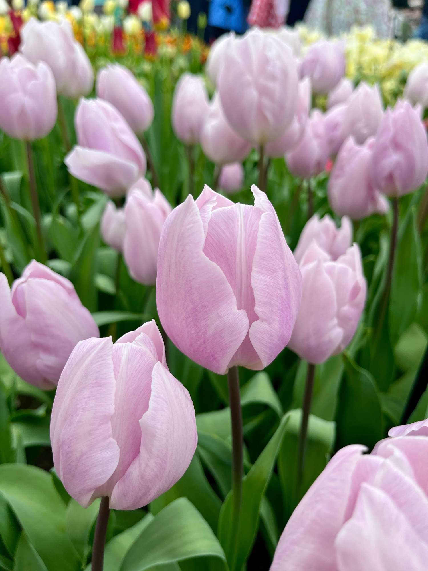 Tulipan 'Silver Cloud'