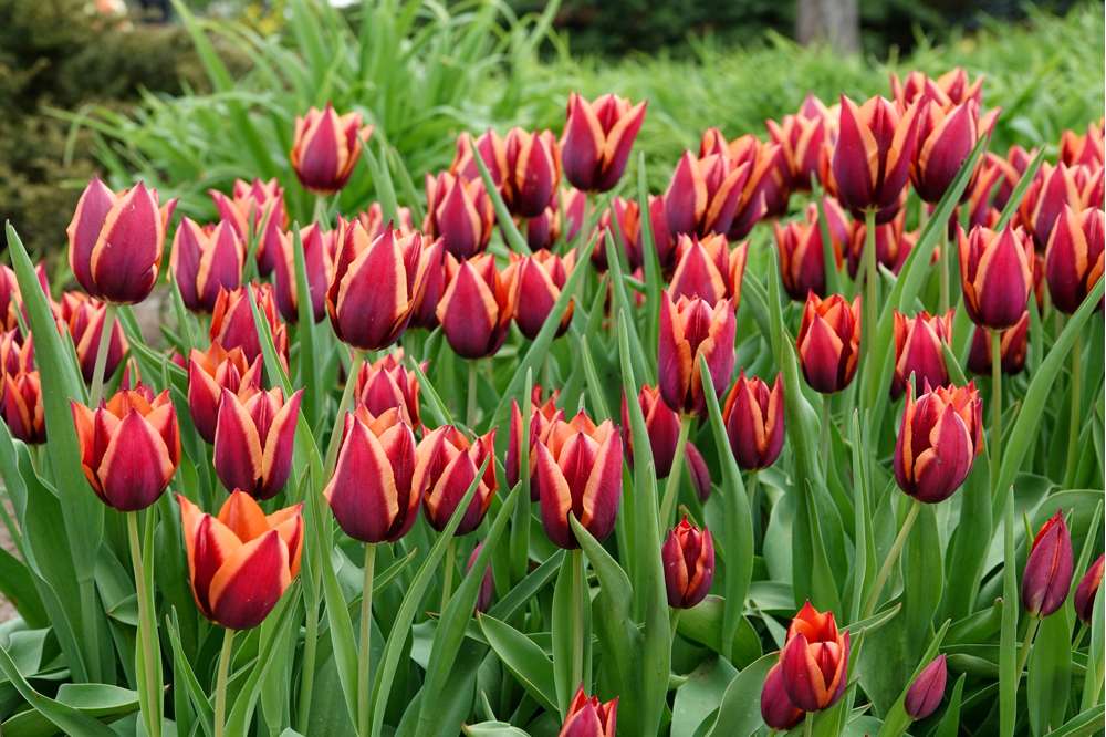 Tulipan 'Slawa' (Storkøb) - 80 løg