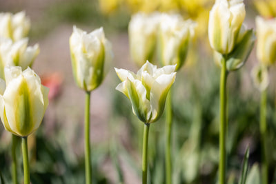 Tulipan 'Spring Green'