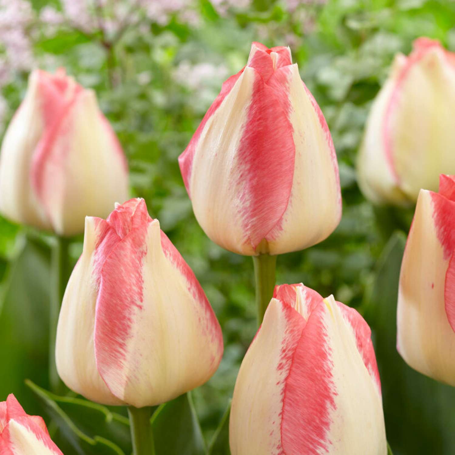 Tulipan 'Spryng Sunrise'