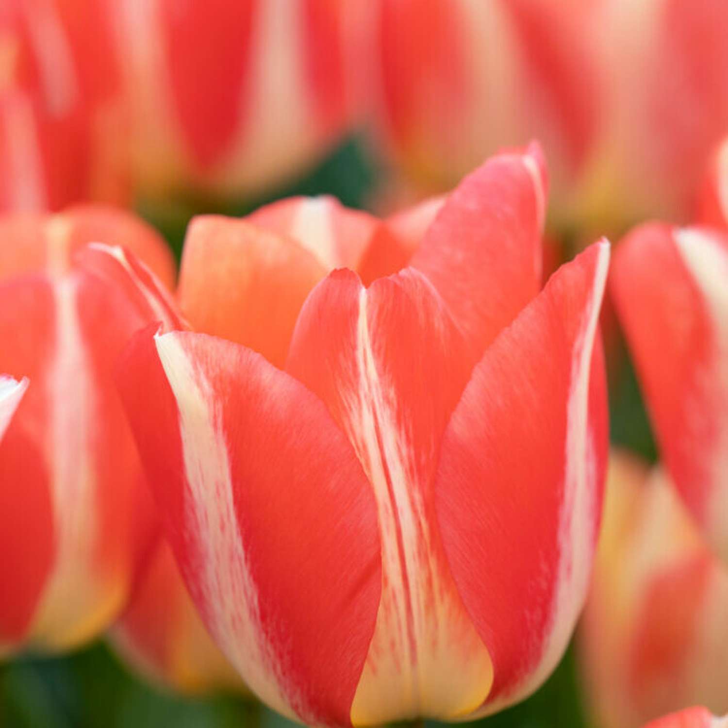 Tulipan 'Spryng Sunrise'