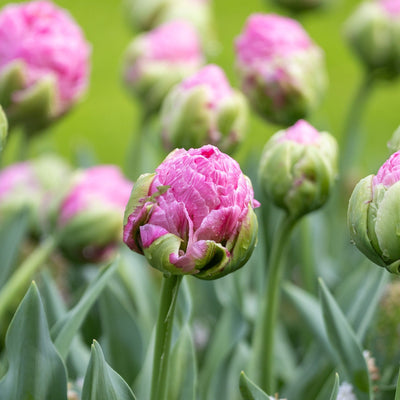 Tulipan 'Strawberry Cream'