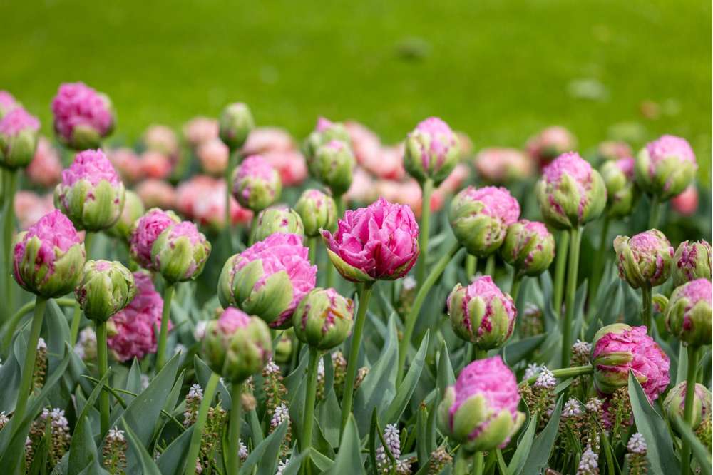 Tulipan 'Strawberry Cream'