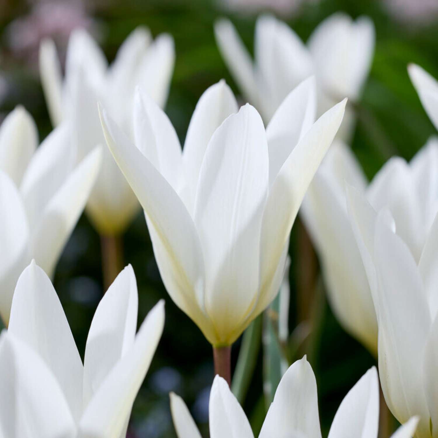 Tulipan 'Sylvia'