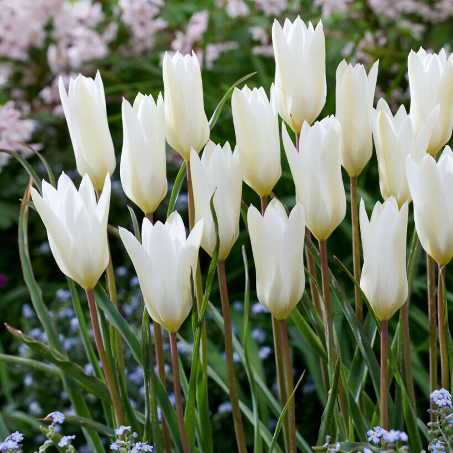Tulipan 'Sylvia'
