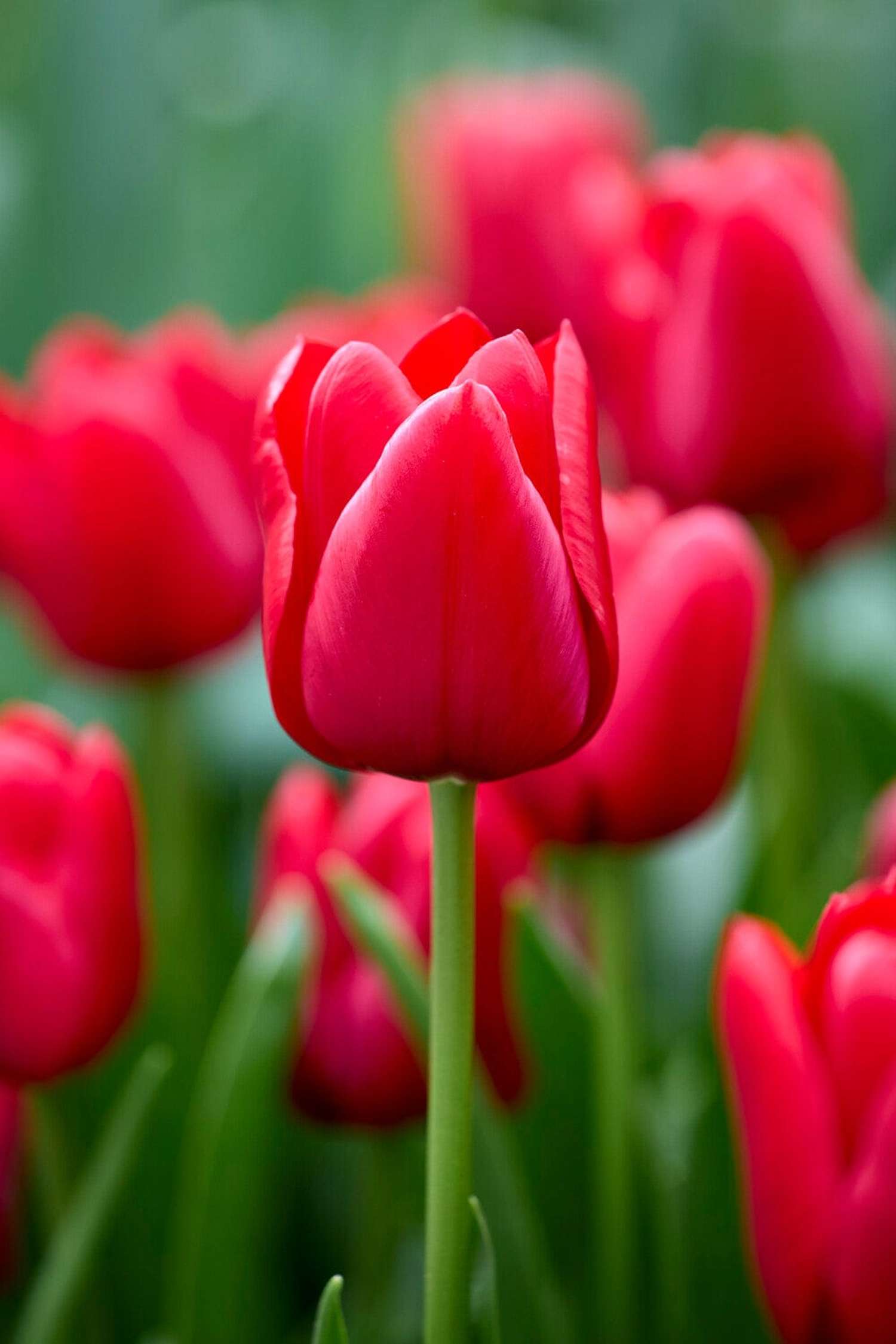 Tulipan 'Unique de France'