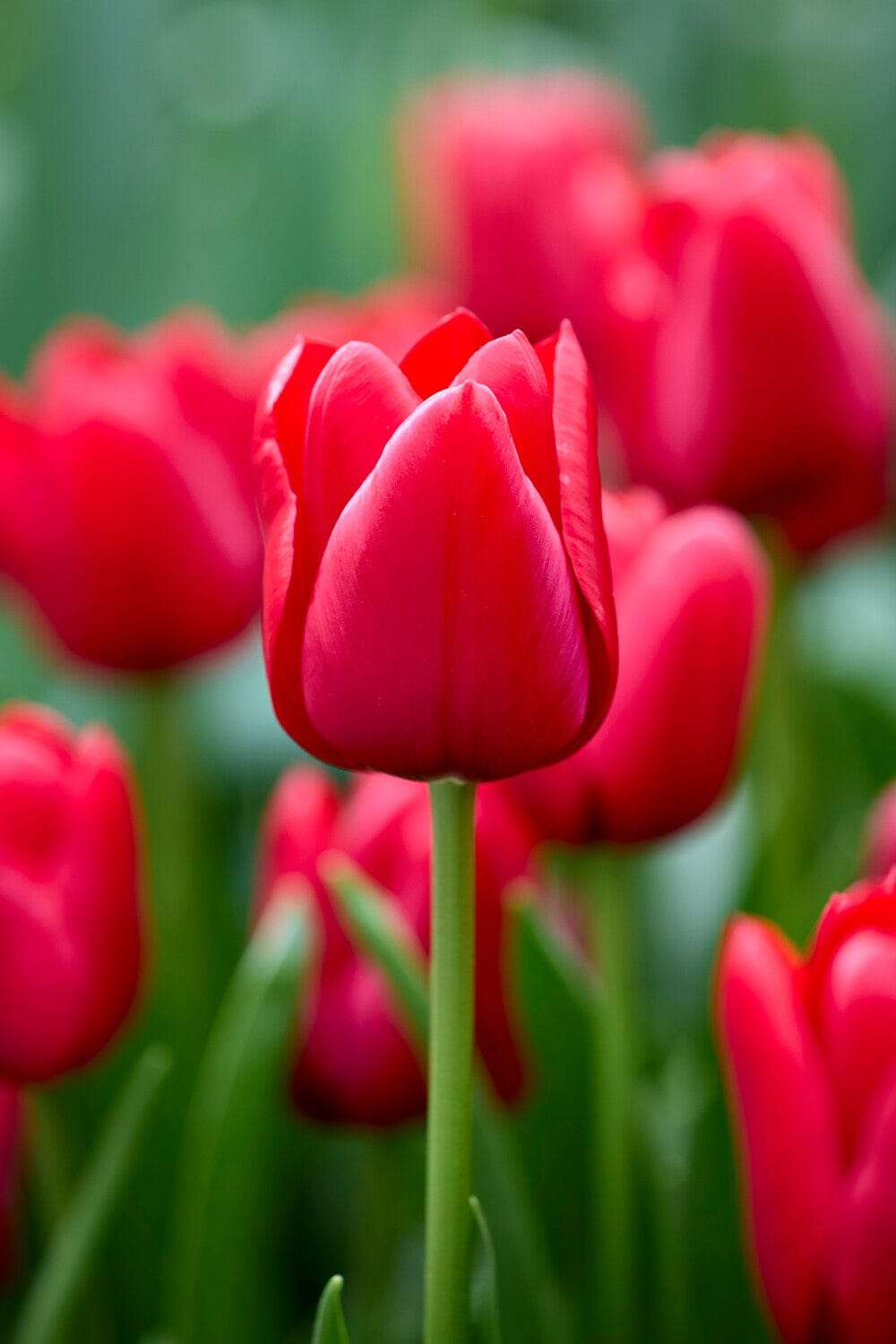 Tulipan 'Unique de France'