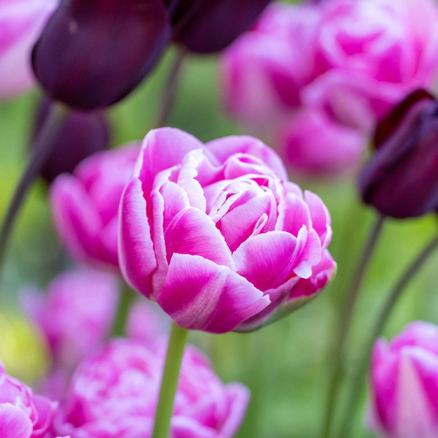Tulipan 'Voque'