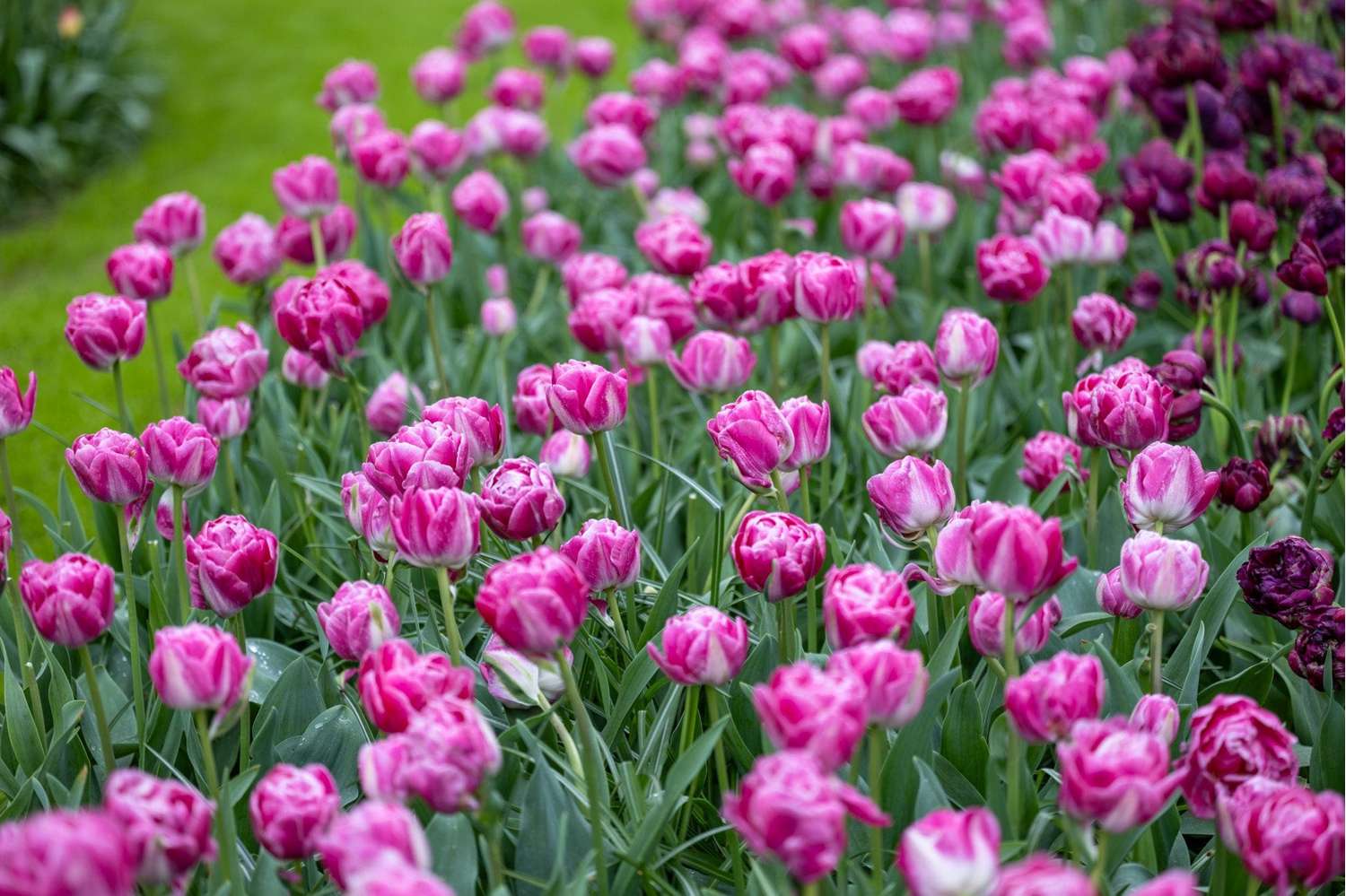 Tulipan 'Voque'
