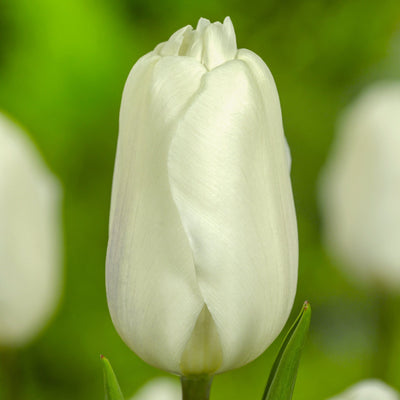 Tulipan 'White Flag'