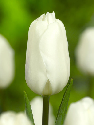 Tulipan 'White Flag'