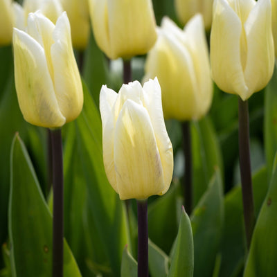 Tulipan 'White Flag'