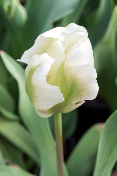 Tulipan 'White Rebel'