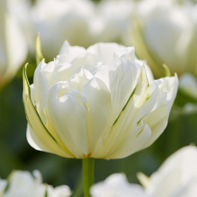 Tulipan 'White Valley'