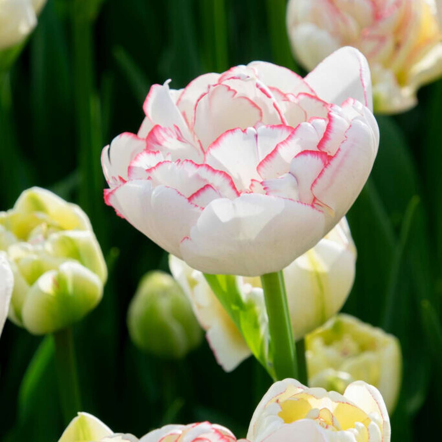 Tulipan 'Wild Romance'