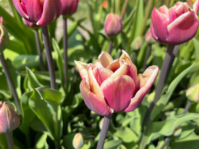 Tulipan 'Wyndham'