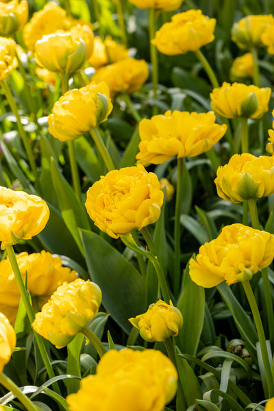 Tulipan 'Yellow Pompenette'