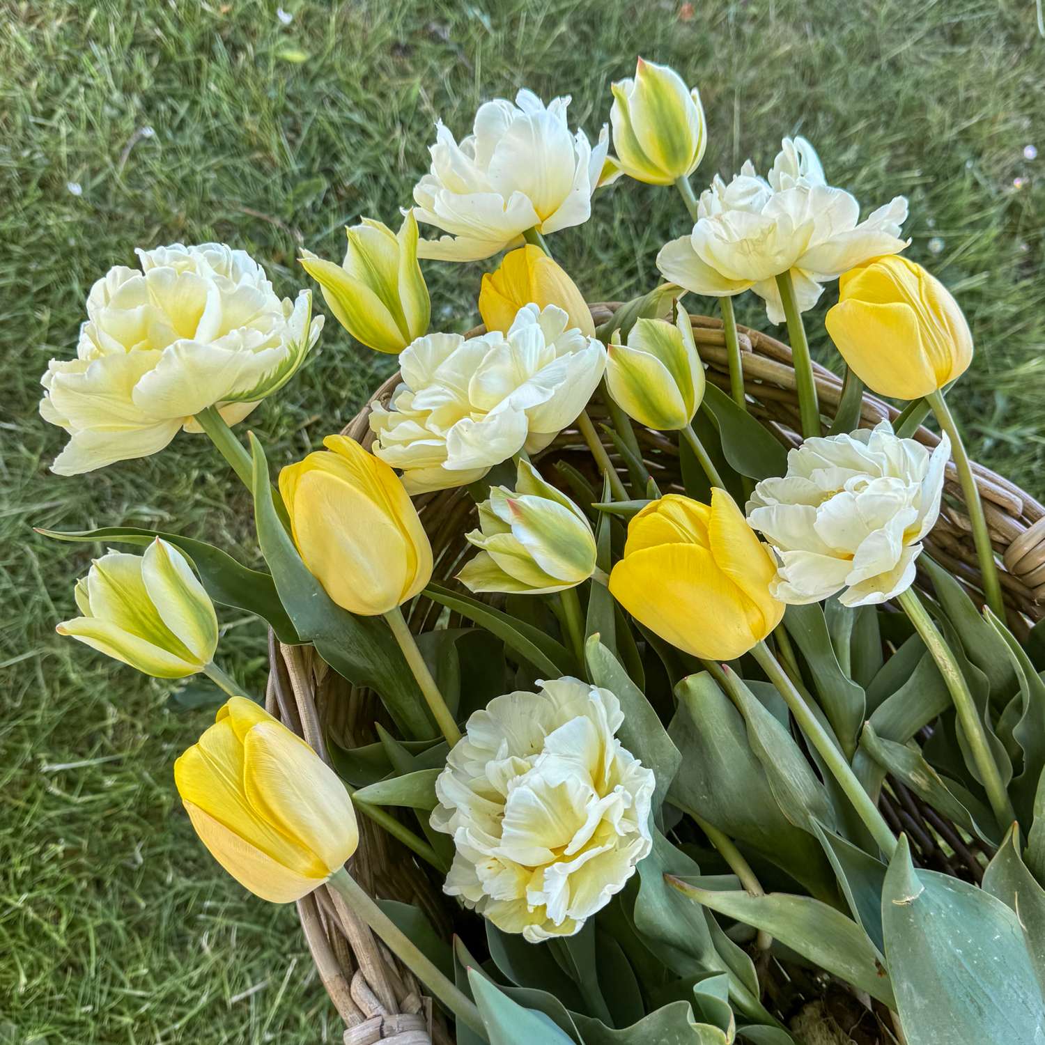 Tulipanblanding 'Buttercream'