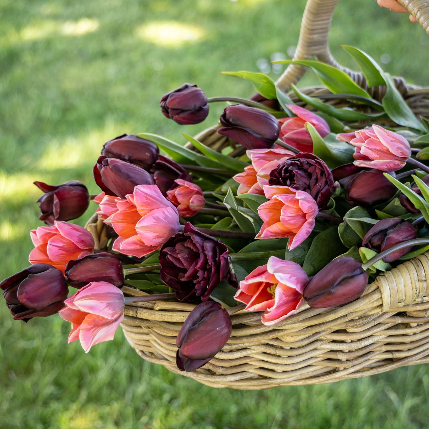 Tulipanblanding 'Chiaroscuro'
