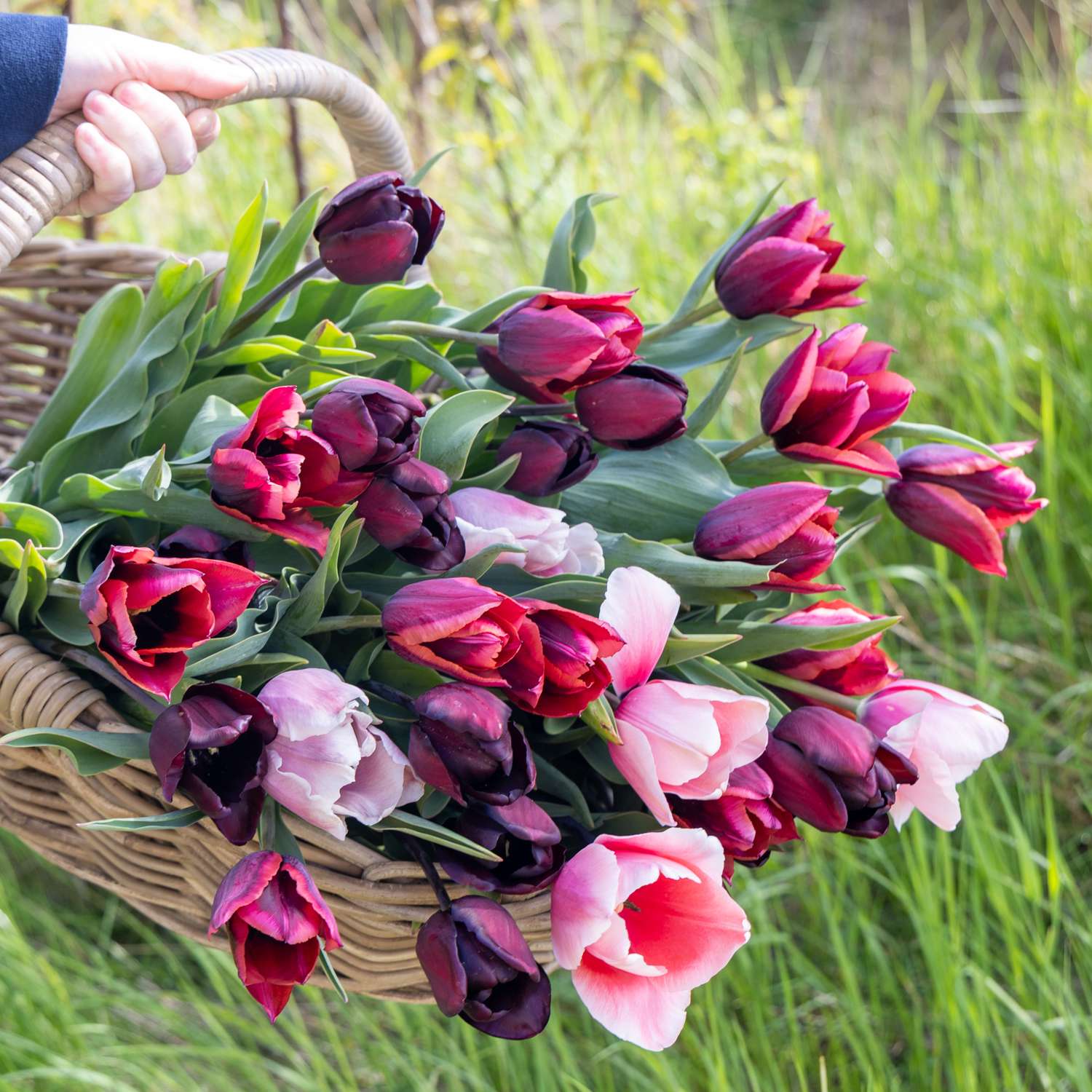 Tulipanblanding 'Lucca'