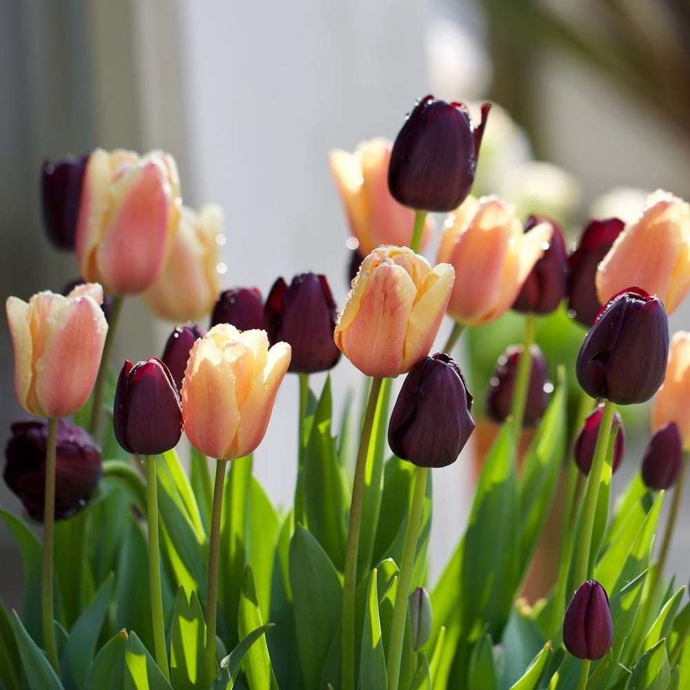 Tulipanblanding 'Solar Eclipse'
