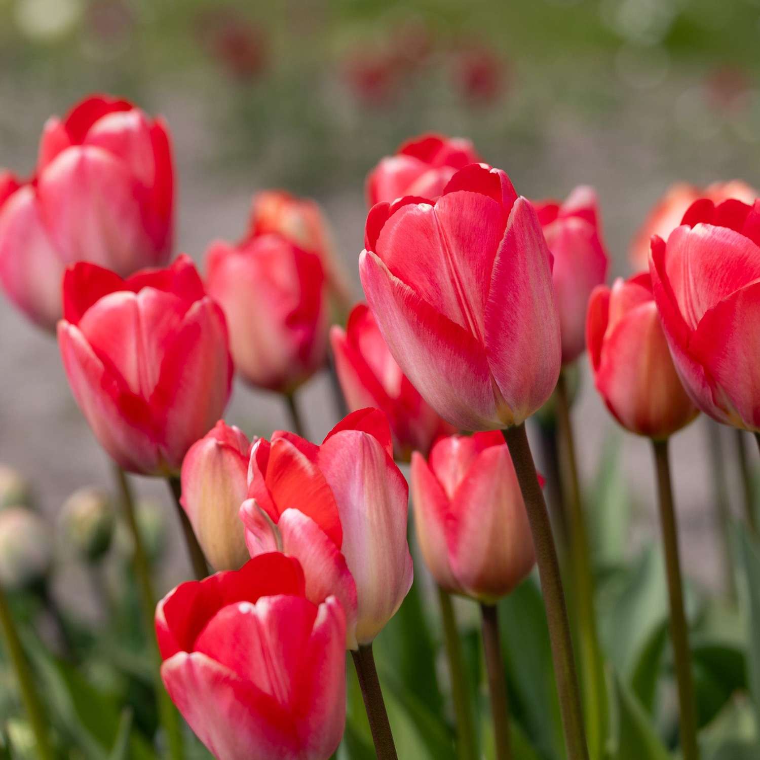 Tulipan 'Van Eijk'