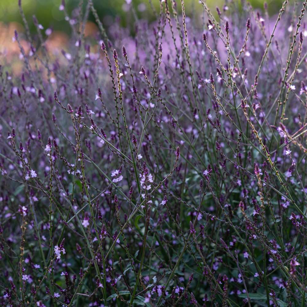 Verbena 'Bampton' (frø)