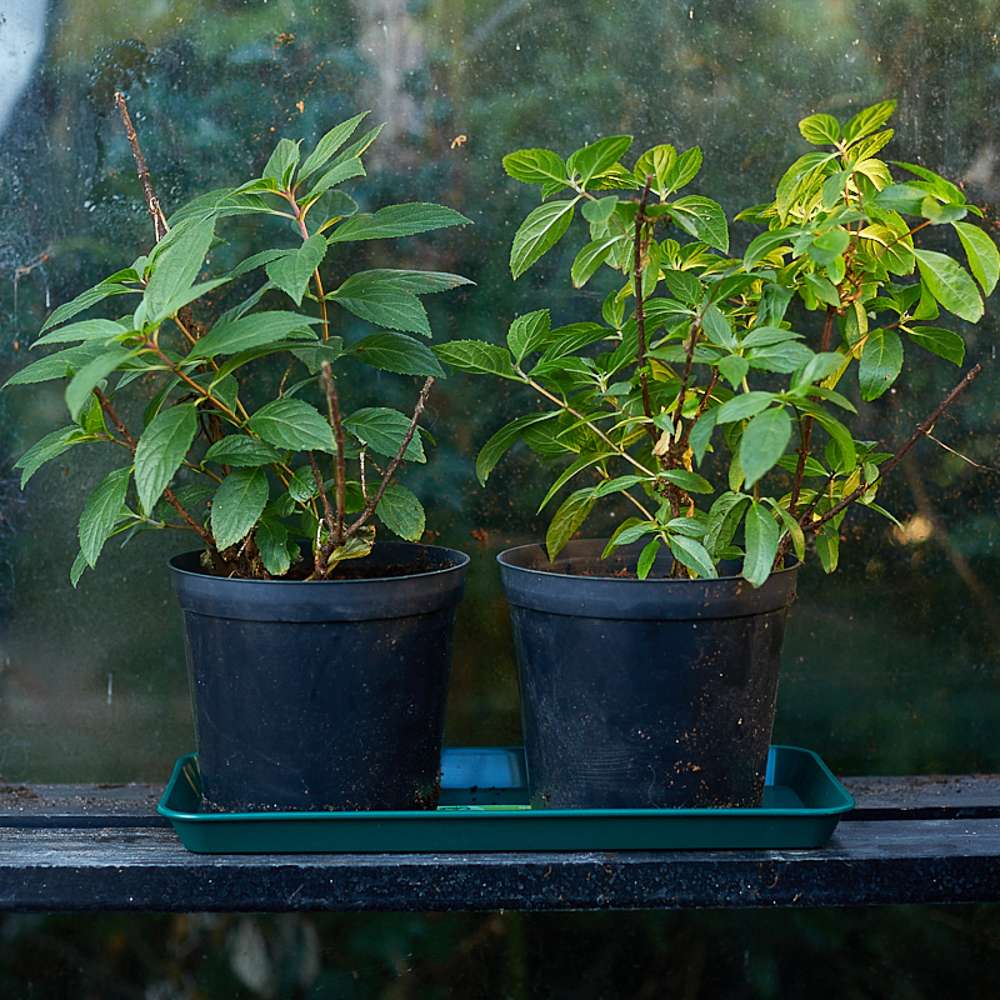 Vandingsbakke 48x15 cm