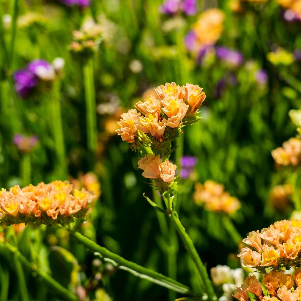 Vinget hindebæger 'Apricot' (frø)