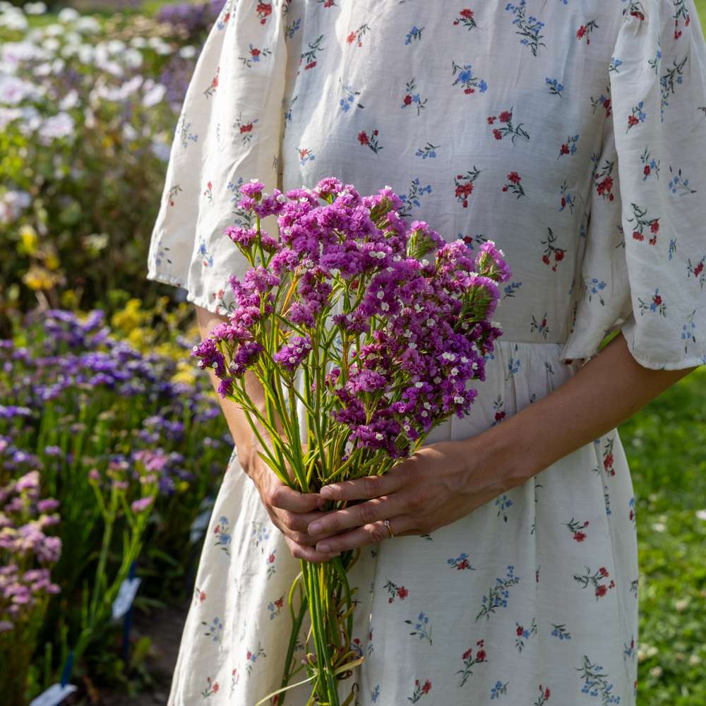Vinget hindebæger 'Forever Rose' (frø)