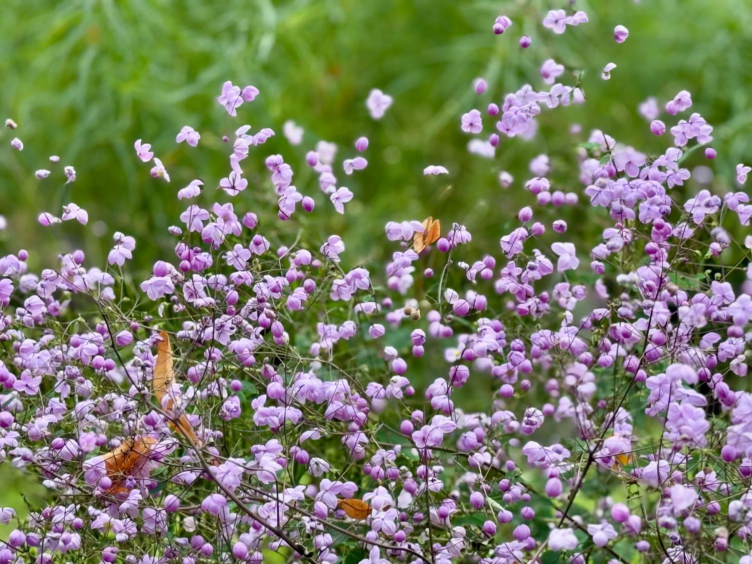 Violfrøstjerne 'Delavayi'