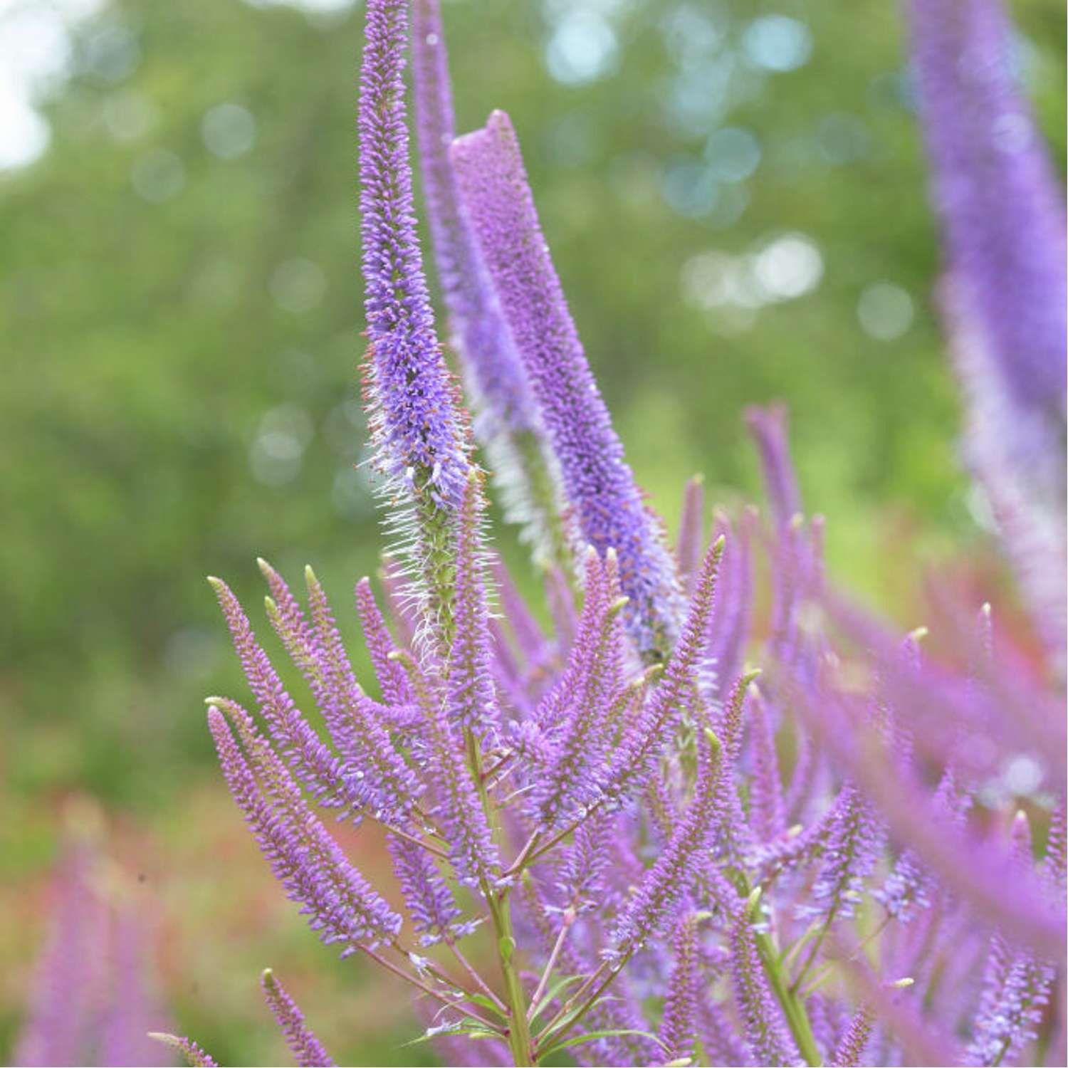 Virginsk ærenpris 'Fascination' (Veronicastrum virginicum)