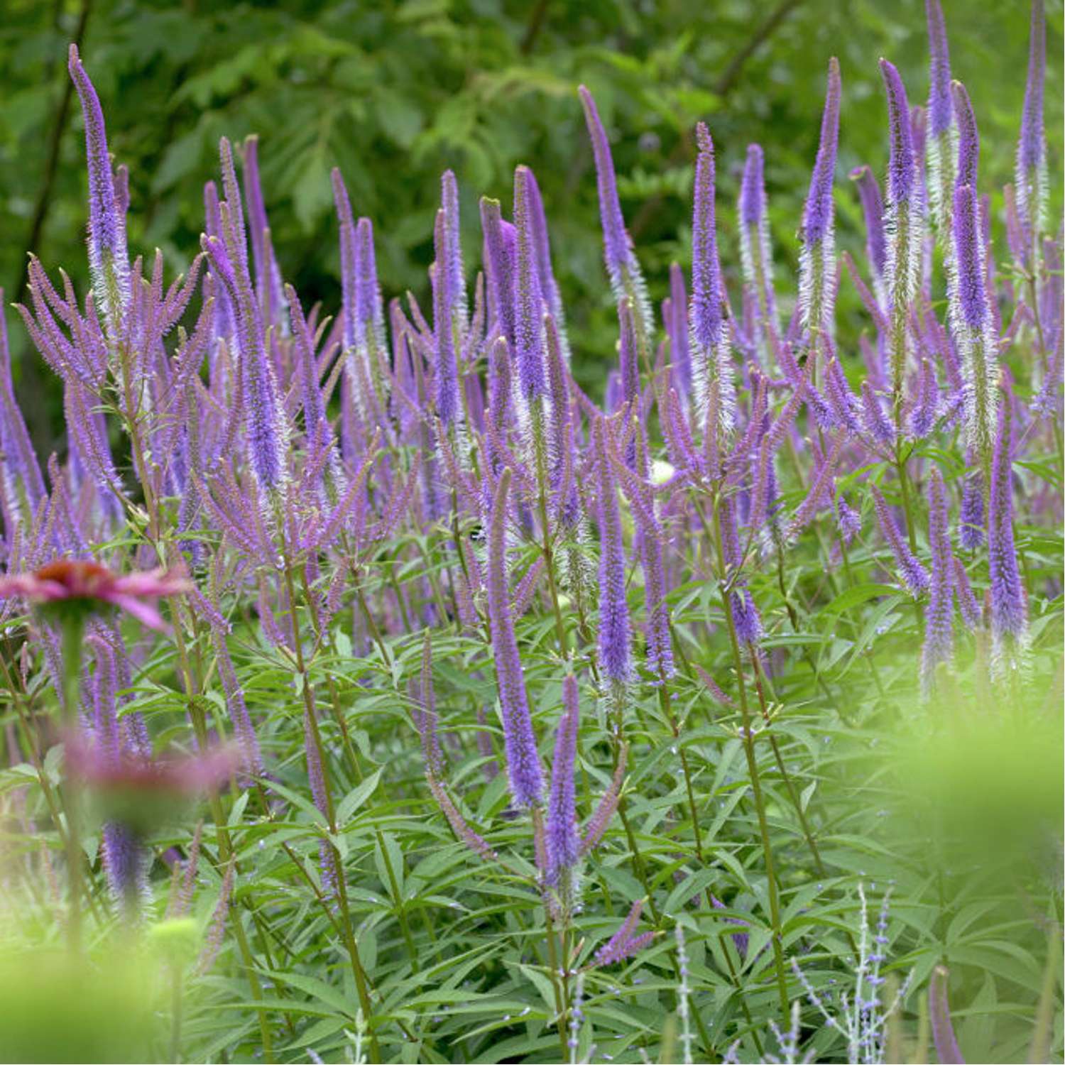 Virginsk ærenpris 'Fascination' (Veronicastrum virginicum)