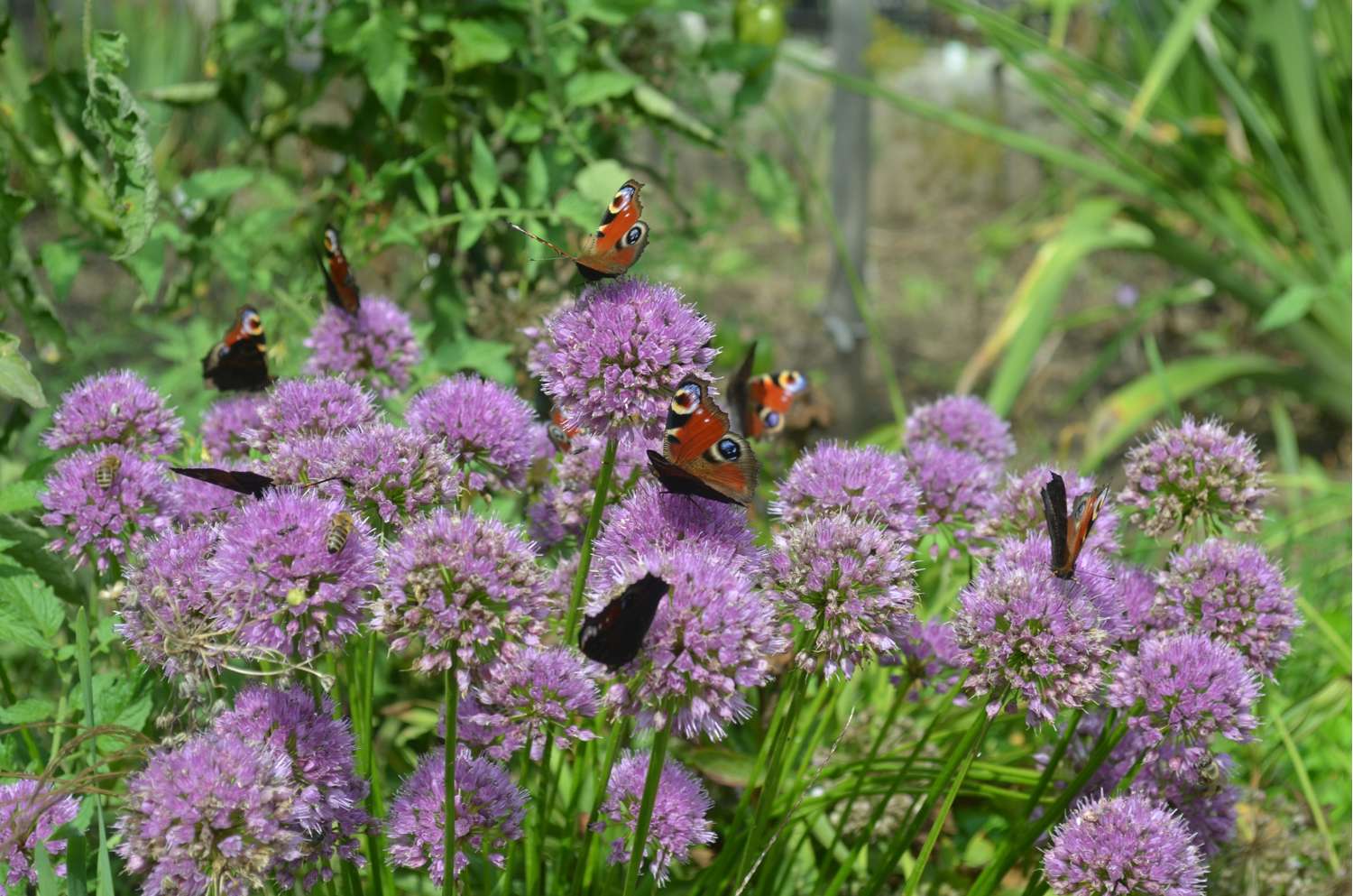 Allium 'Millenium'