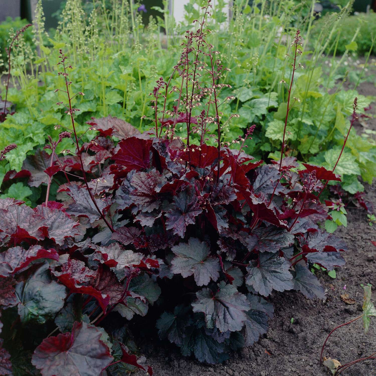 Alunrod 'Palace Purple' (Heuchera villosa)