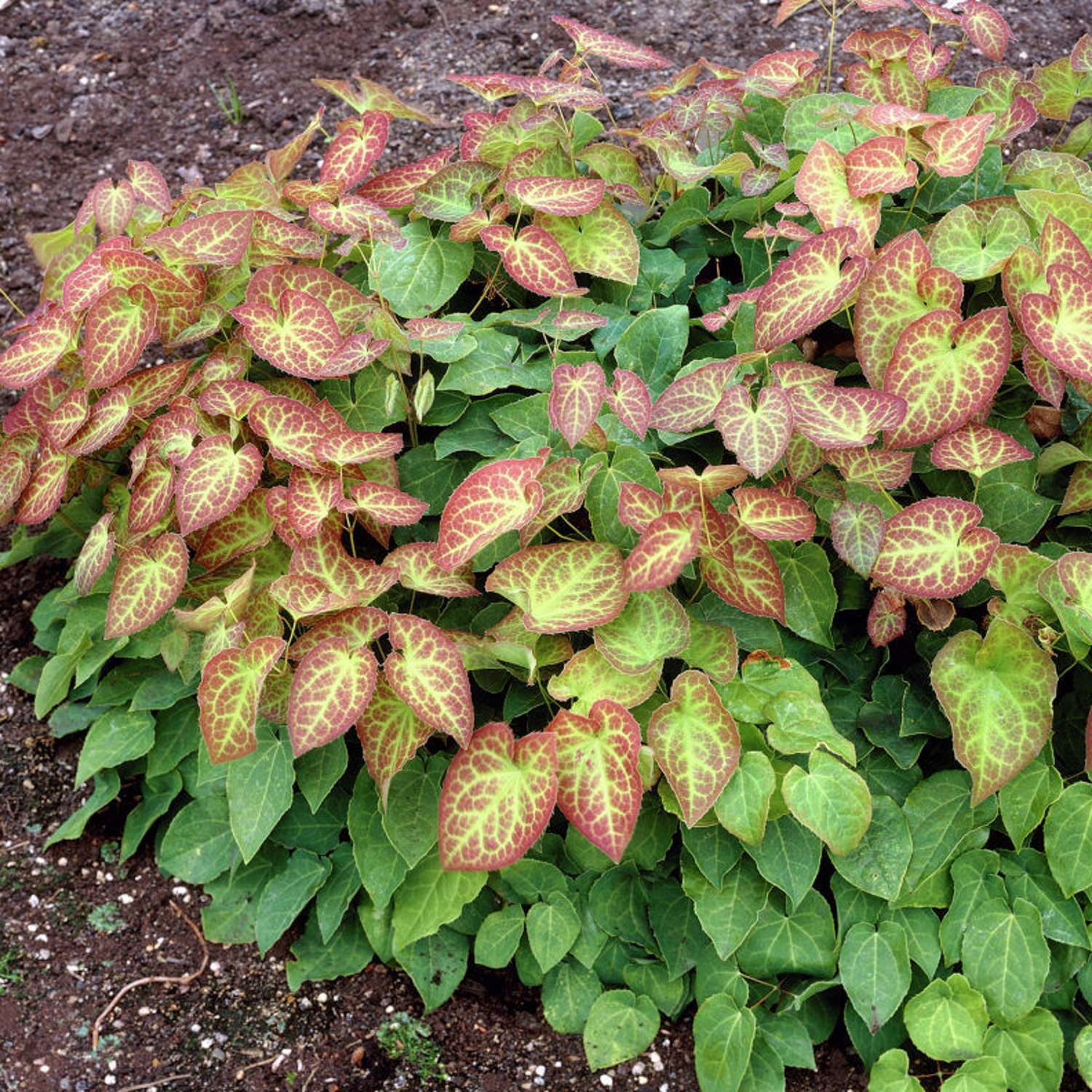 Bispehue 'Frohnleiten' (Epimedium × perralchicum)