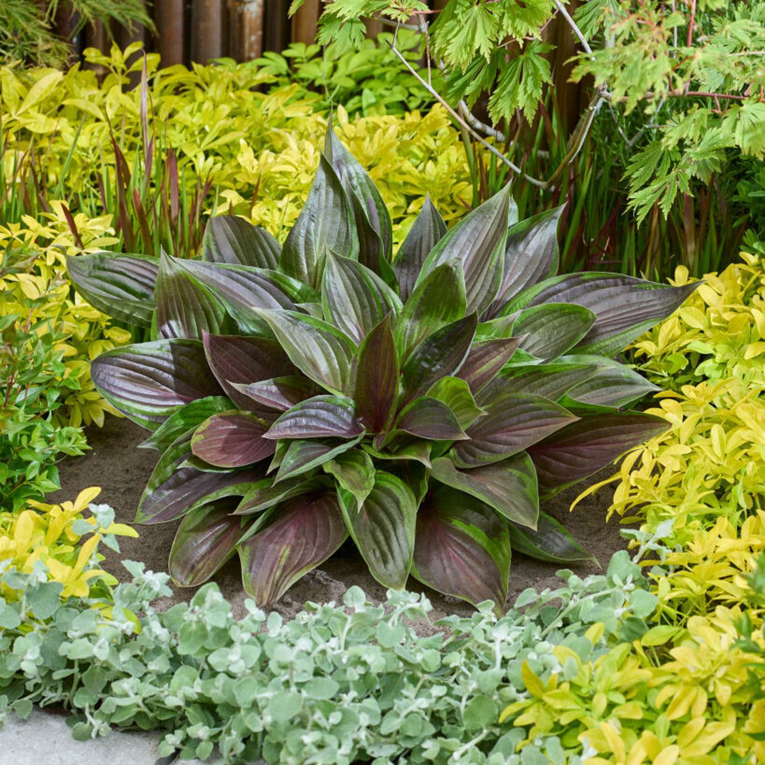 Funkia 'Red Ninja' (Hosta)