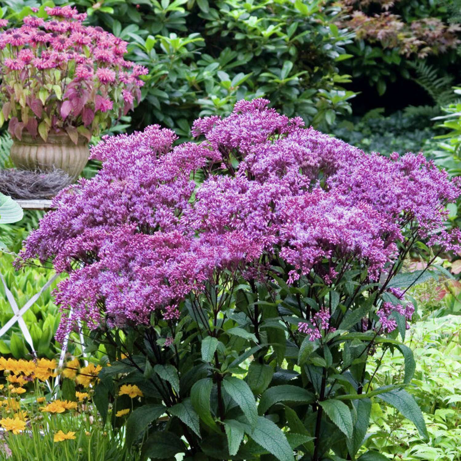 Hjortetrøst 'Baby Joe' (Eutrochium purpureum)