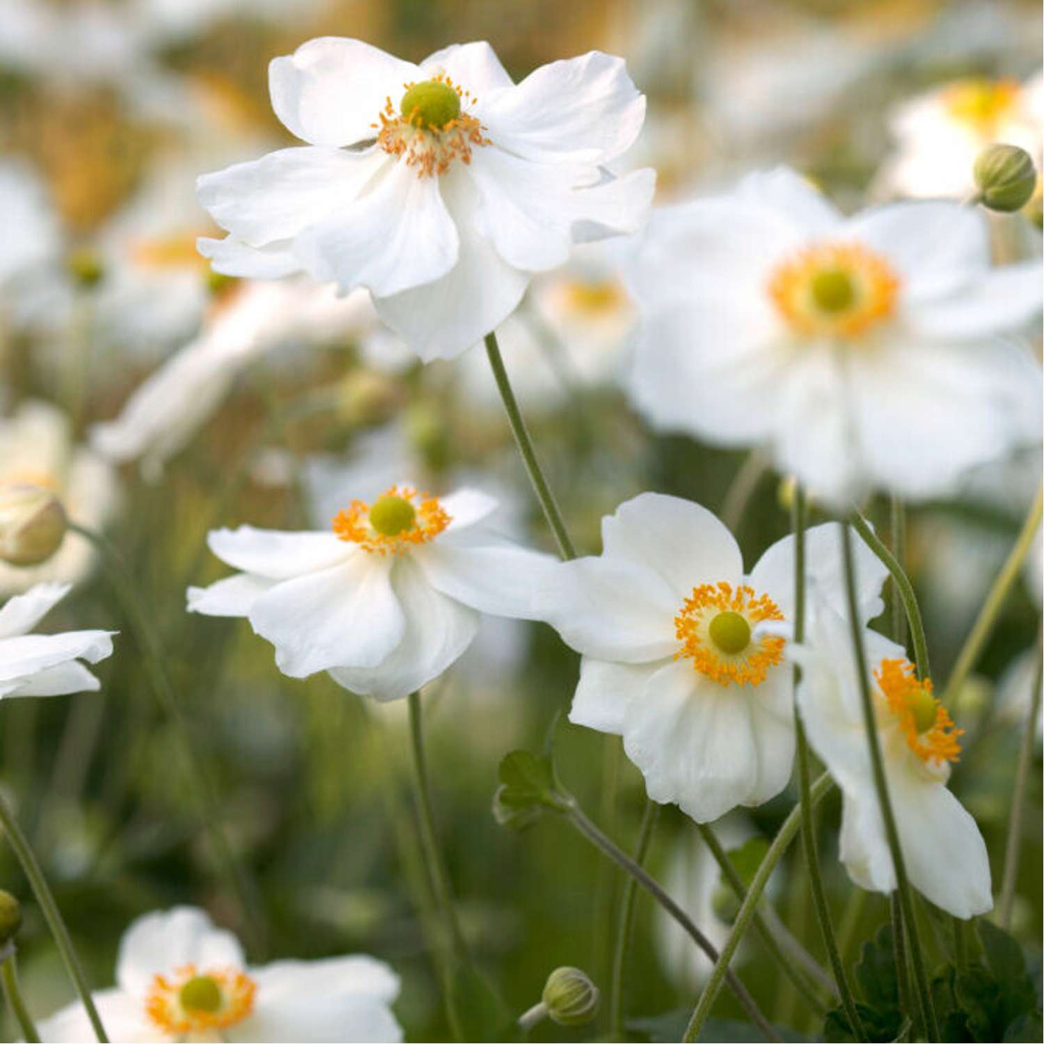 Høstanemone 'Honorine Jobert' (Anemone × hybrida)