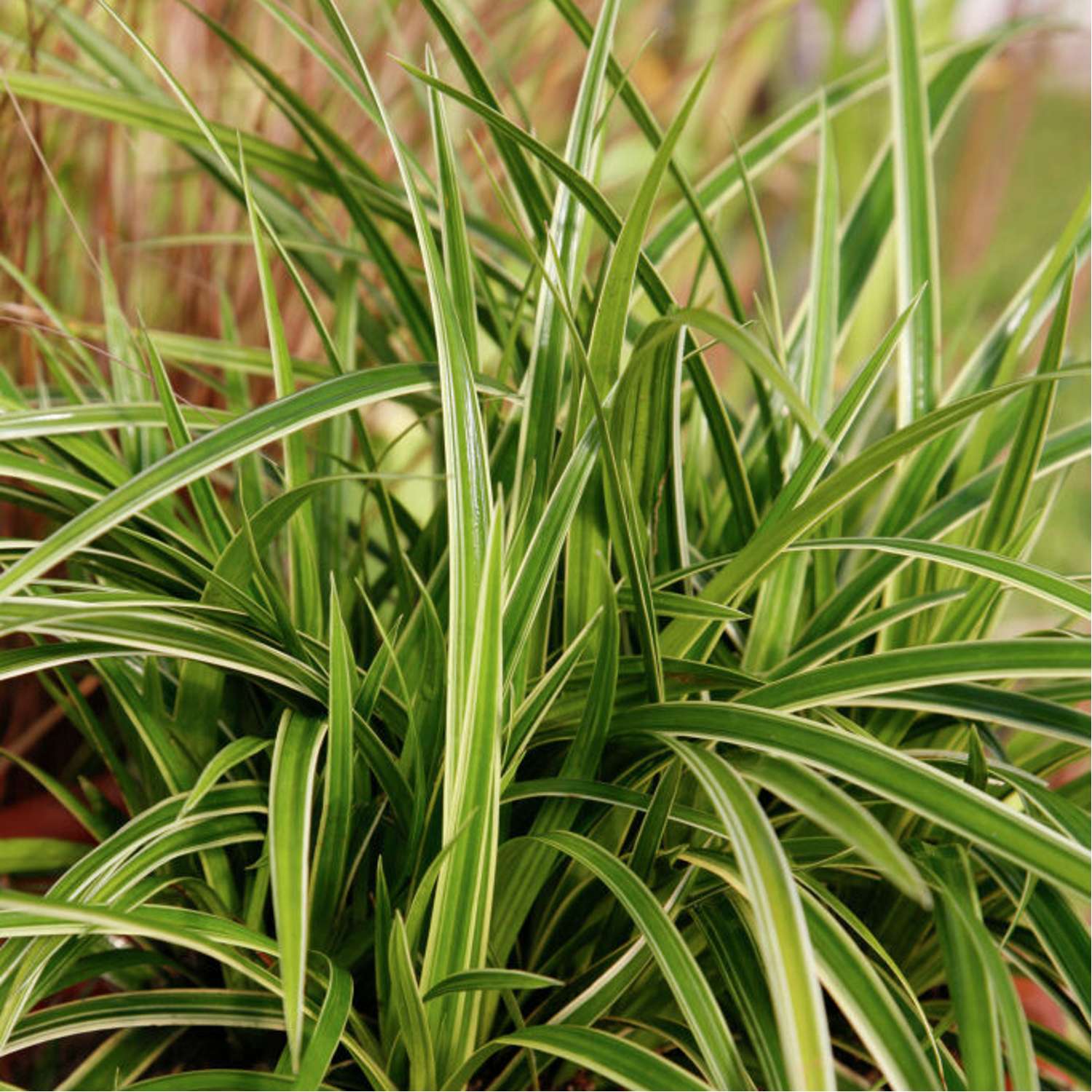 Japansk star 'Ice Dance' (Carex morrowii)
