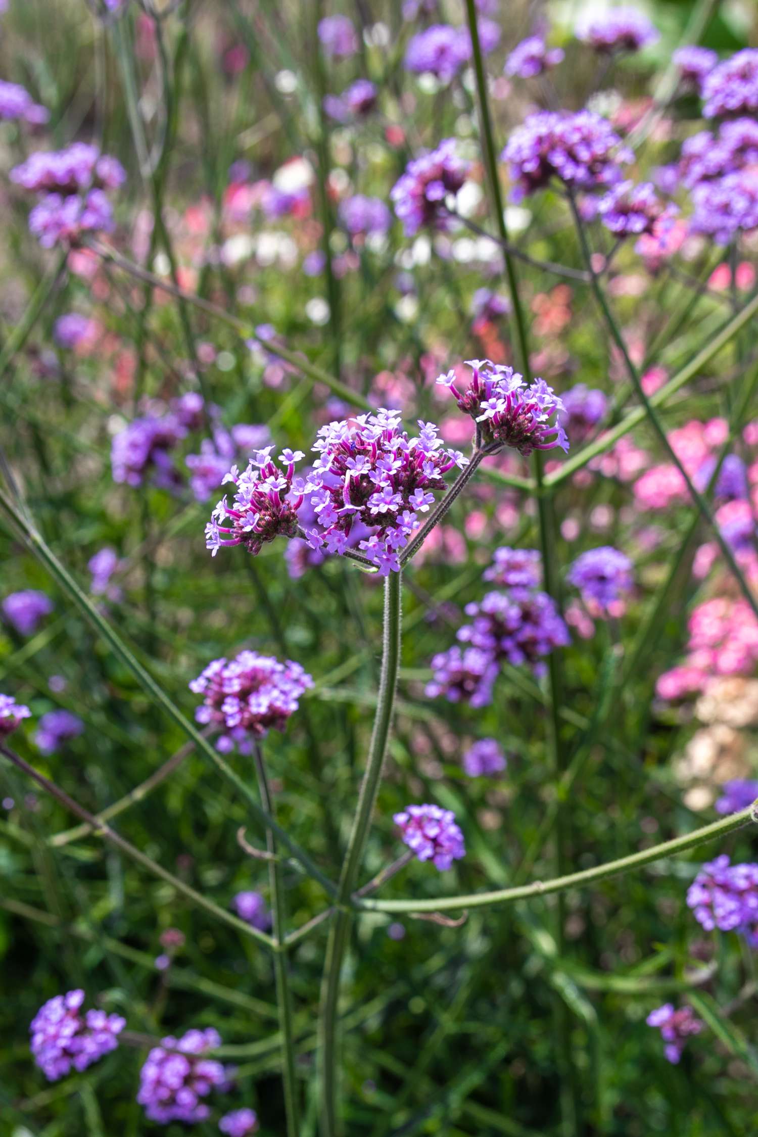Kæmpe verbena (Verbena bonariensis)