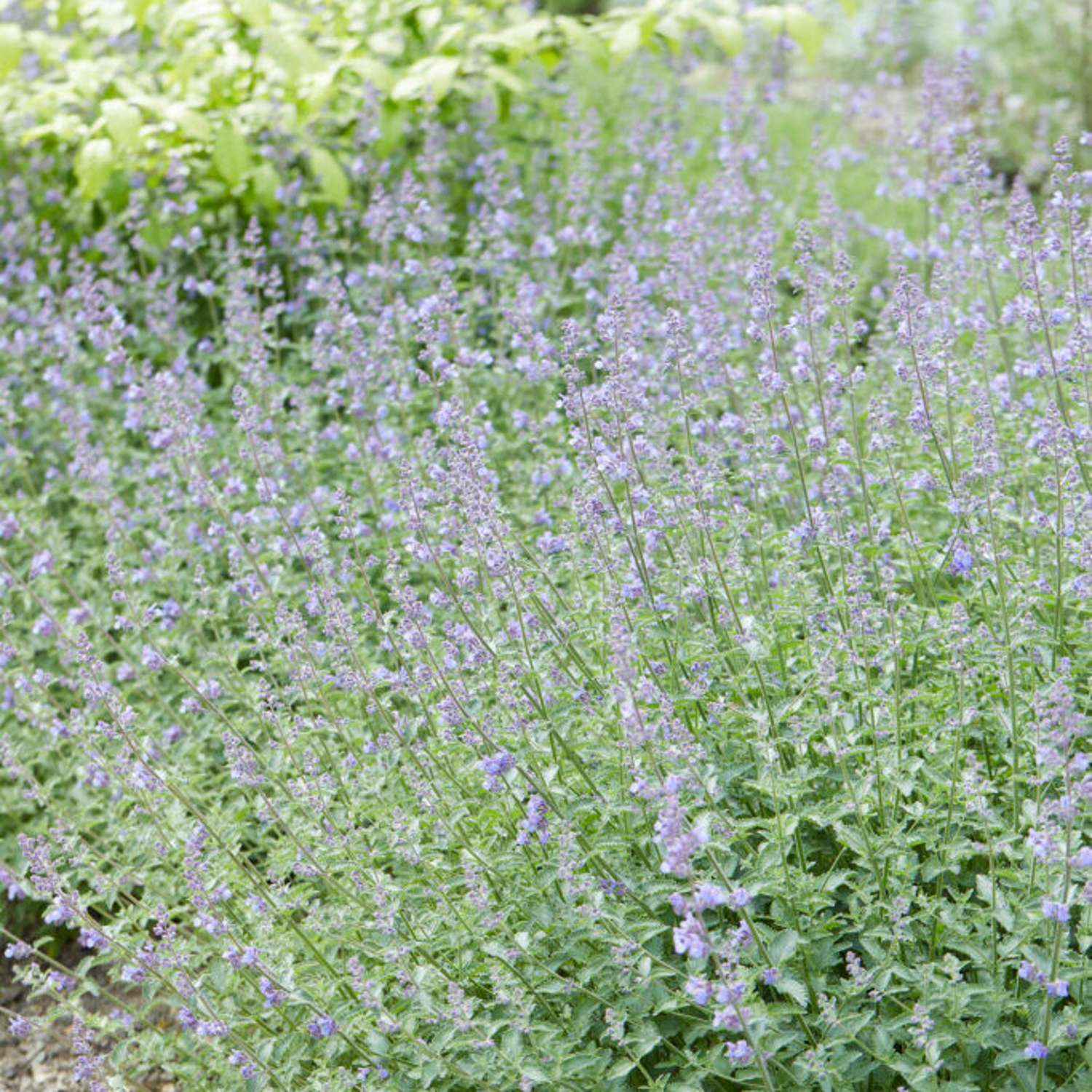 Katteurt 'Walker's Low' (Nepeta × faassenii)