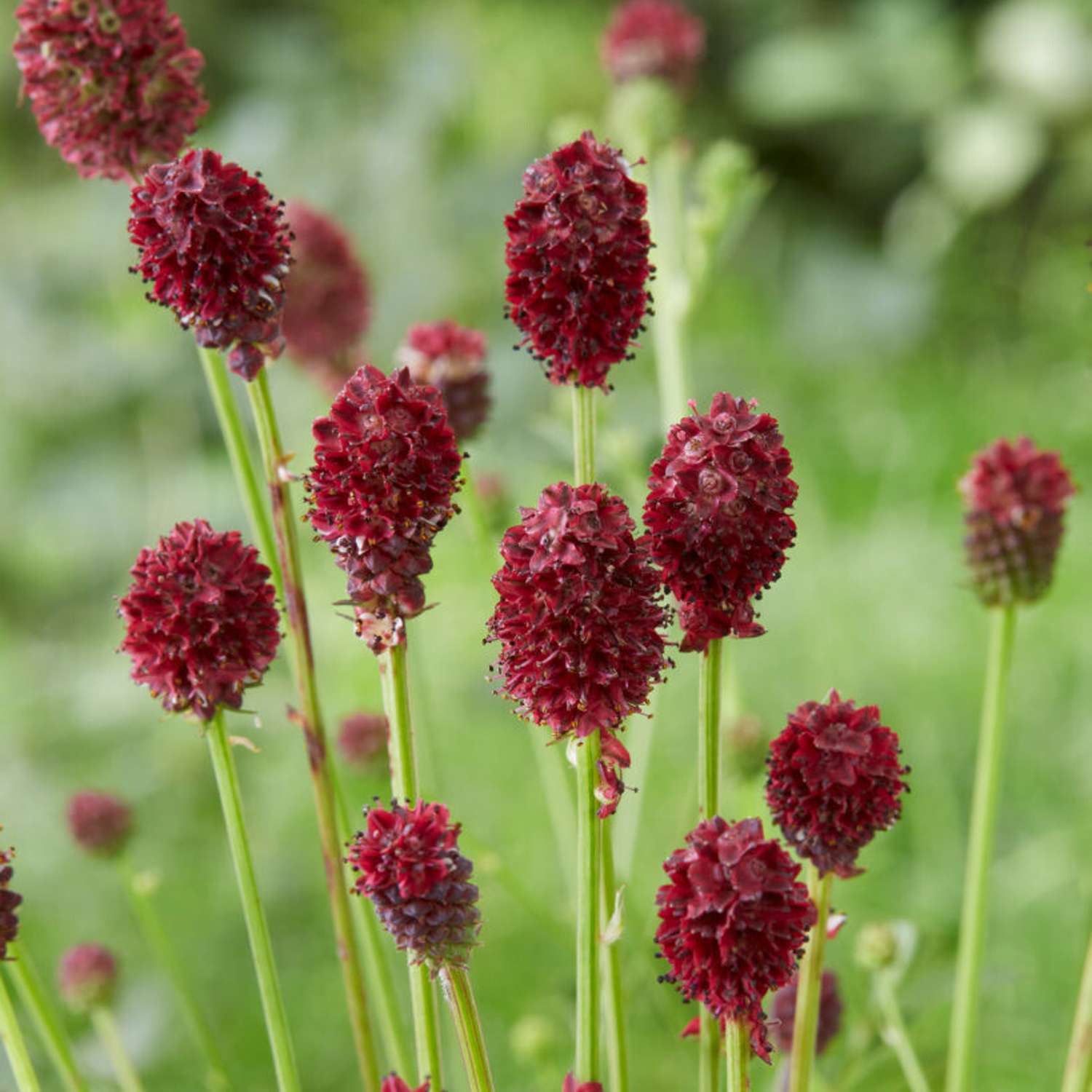 Kvæsurt 'Tanna' (Sanguisorba officinalis)