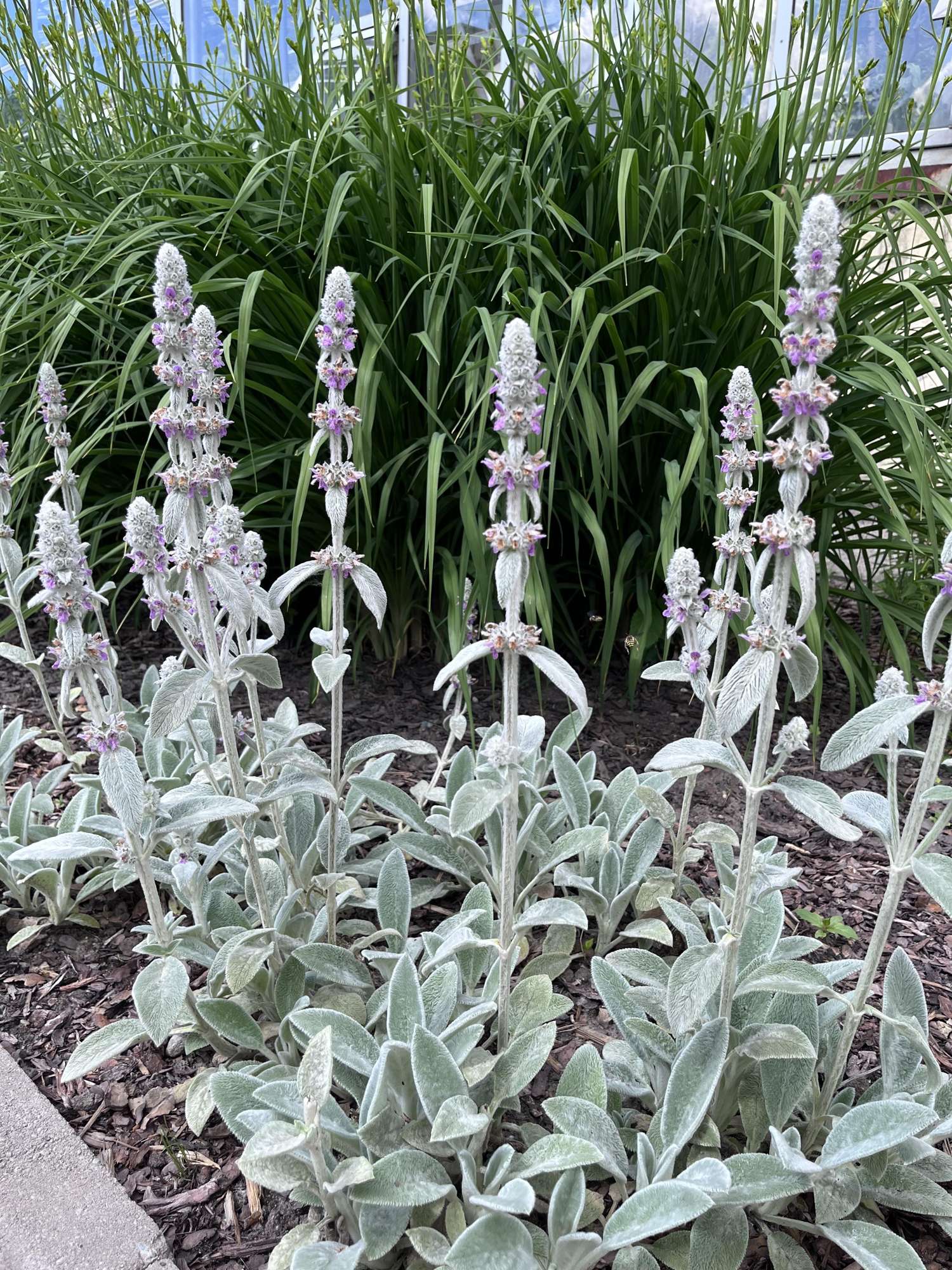 Lammeøre 'Silver Carpet' (Stachys byzantina)