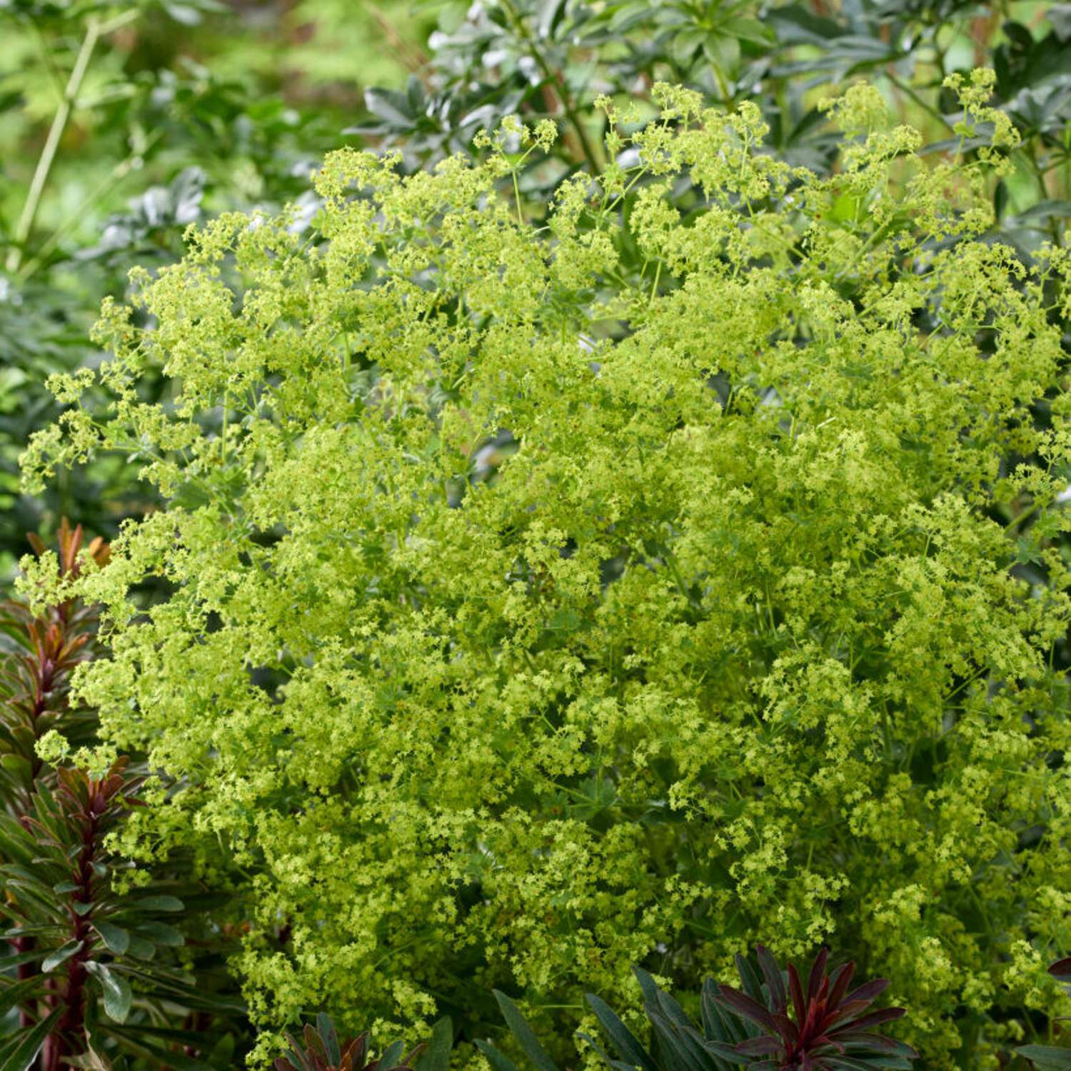 Løvefod (Alchemilla mollis)