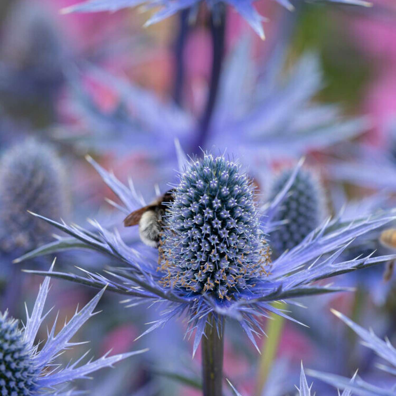 Mandstro (Eryngium bourgatii)