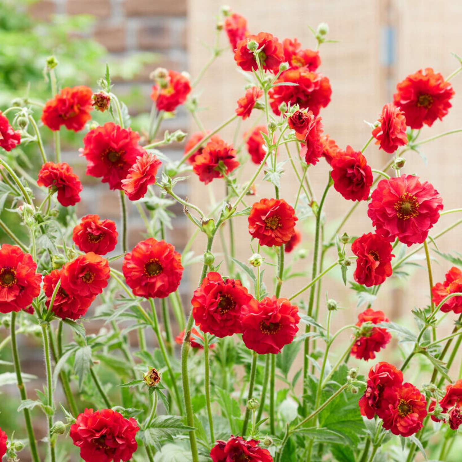 Nellikerod 'Firestarter' (Geum coccineum)