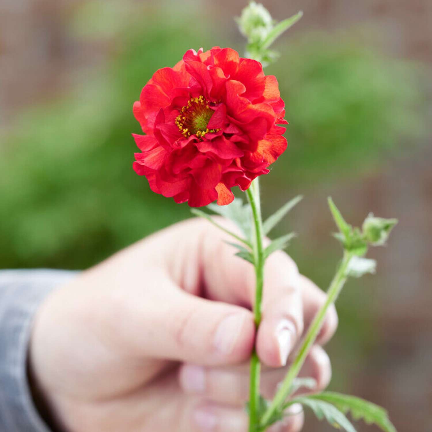 Nellikerod 'Firestarter' (Geum coccineum)