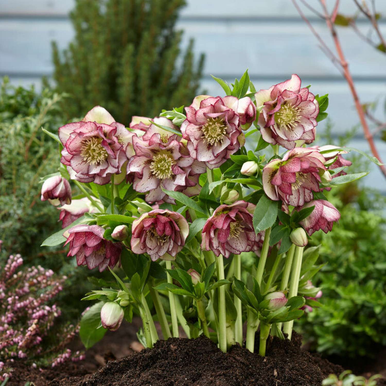 Påskeklokke 'Double Ellen Picotee' (Helleborus × hybridus)